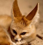 fennec